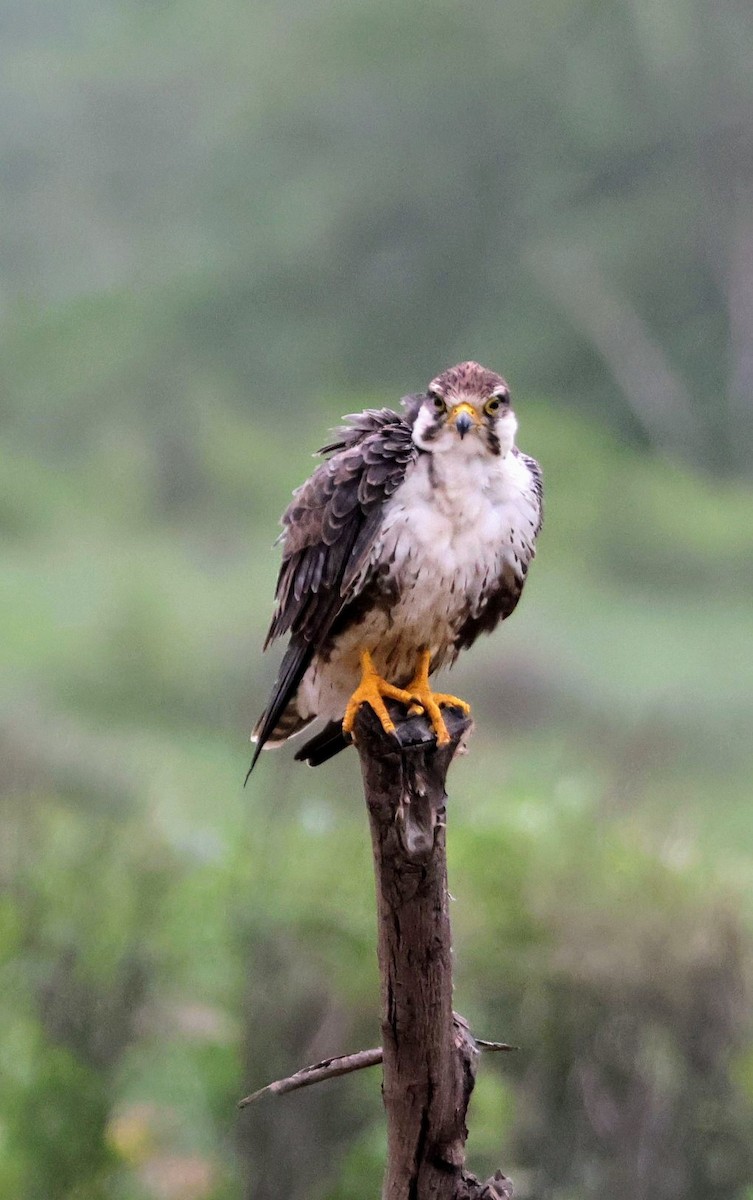 Laggar Falcon - ML647647700