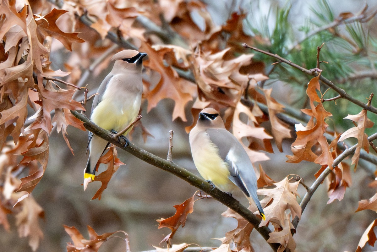 Ampelis Americano - ML647647701