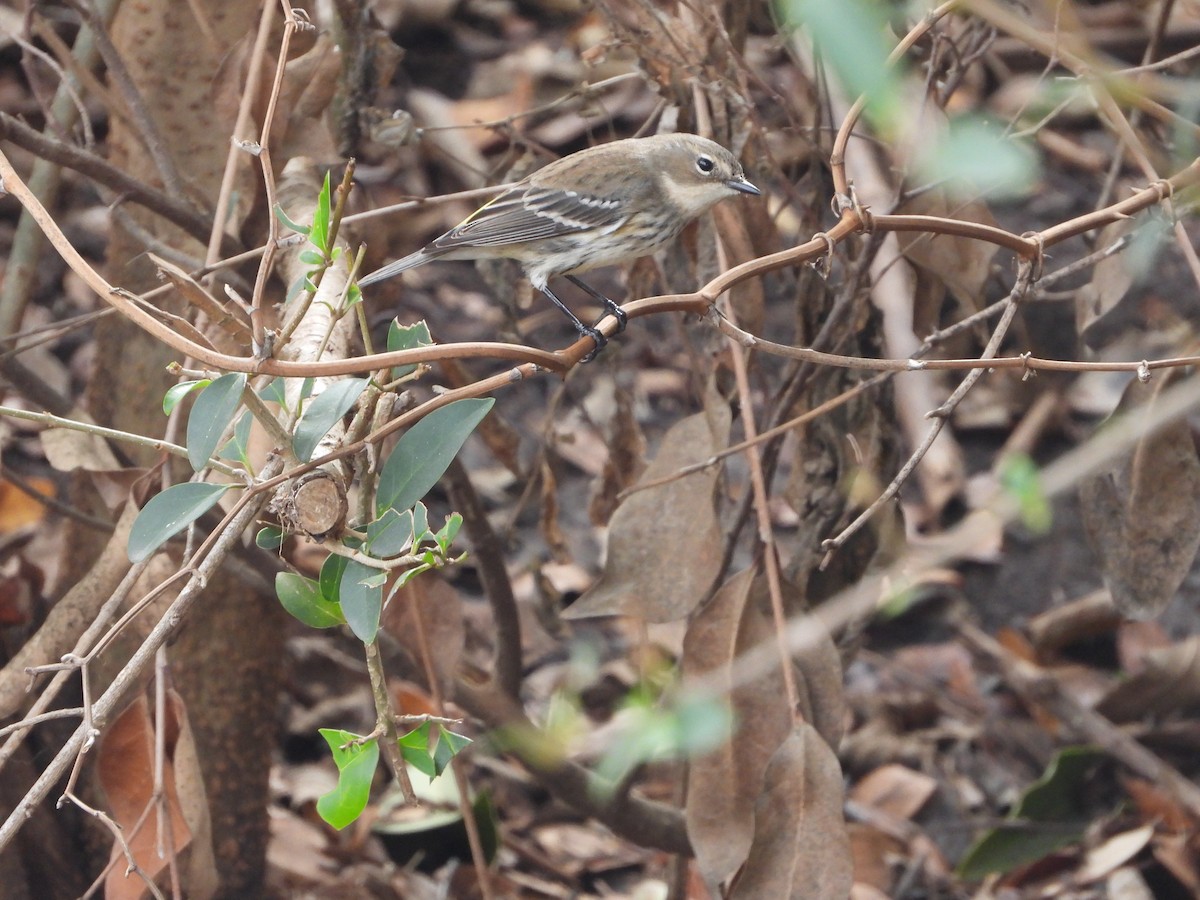 Reinita Coronada - ML647647703