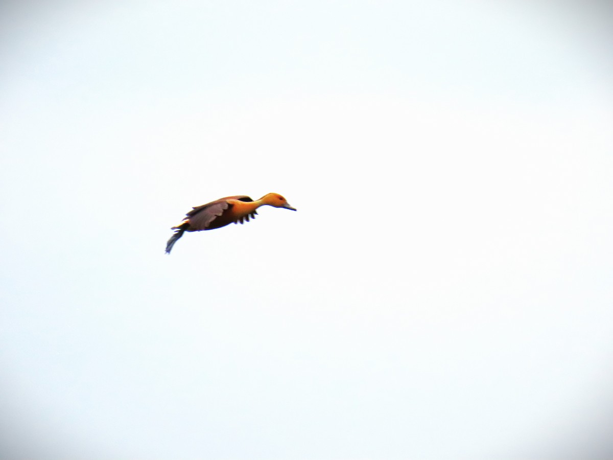 Suirirí Bicolor - ML647647705