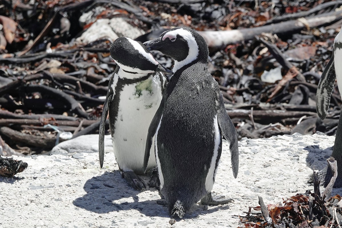 Pingüino de El Cabo - ML647647707