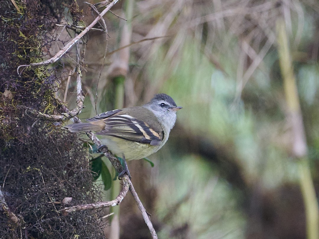 Mosquerito Culirrufo - ML647647708