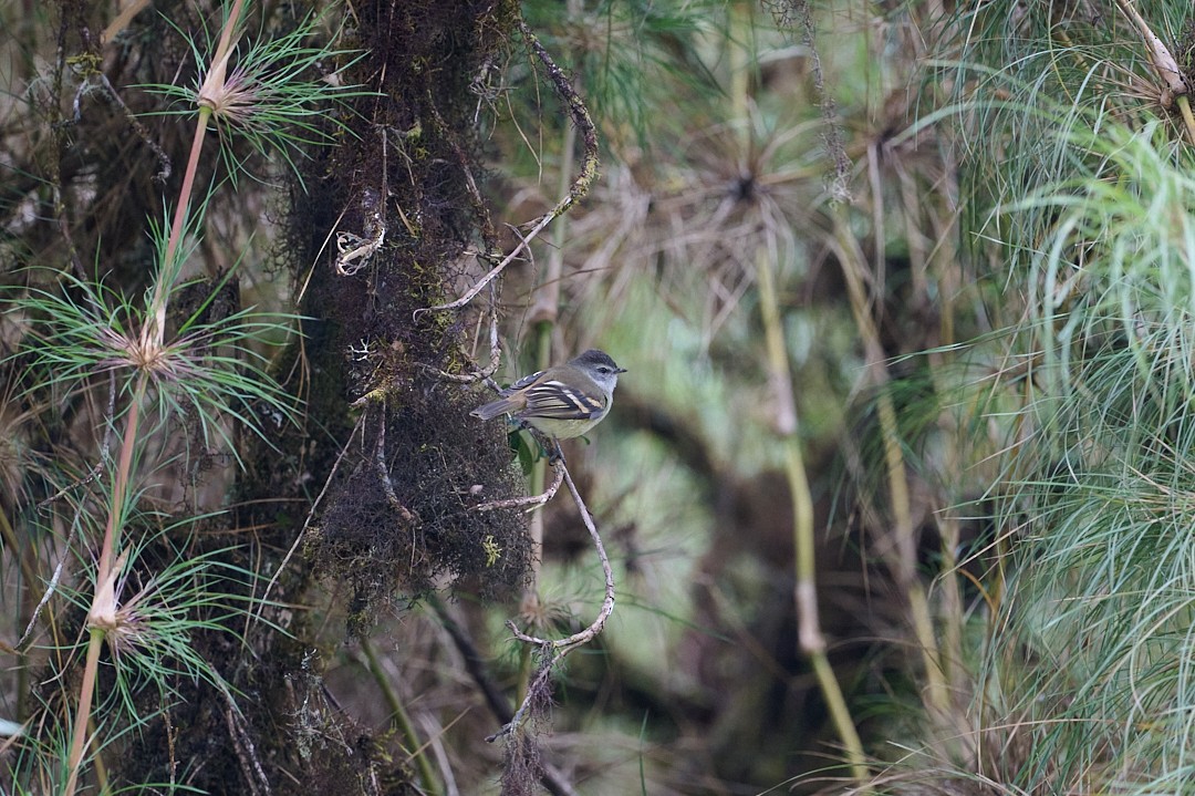 Mosquerito Culirrufo - ML647647709