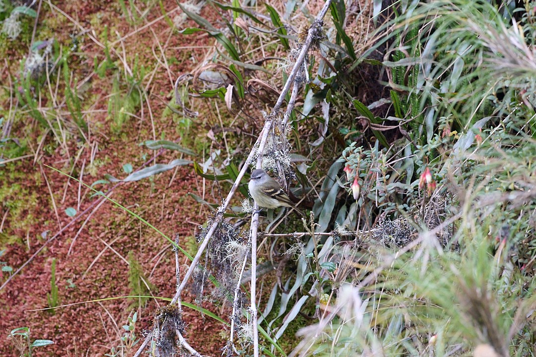 Mosquerito Culirrufo - ML647647710