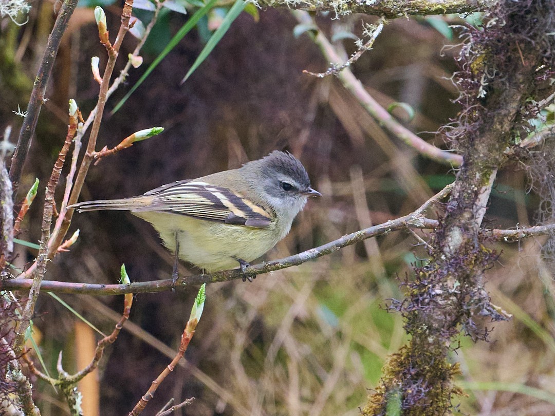 Mosquerito Culirrufo - ML647647711