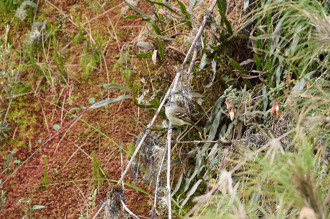 Mosquerito Culirrufo - ML647647712