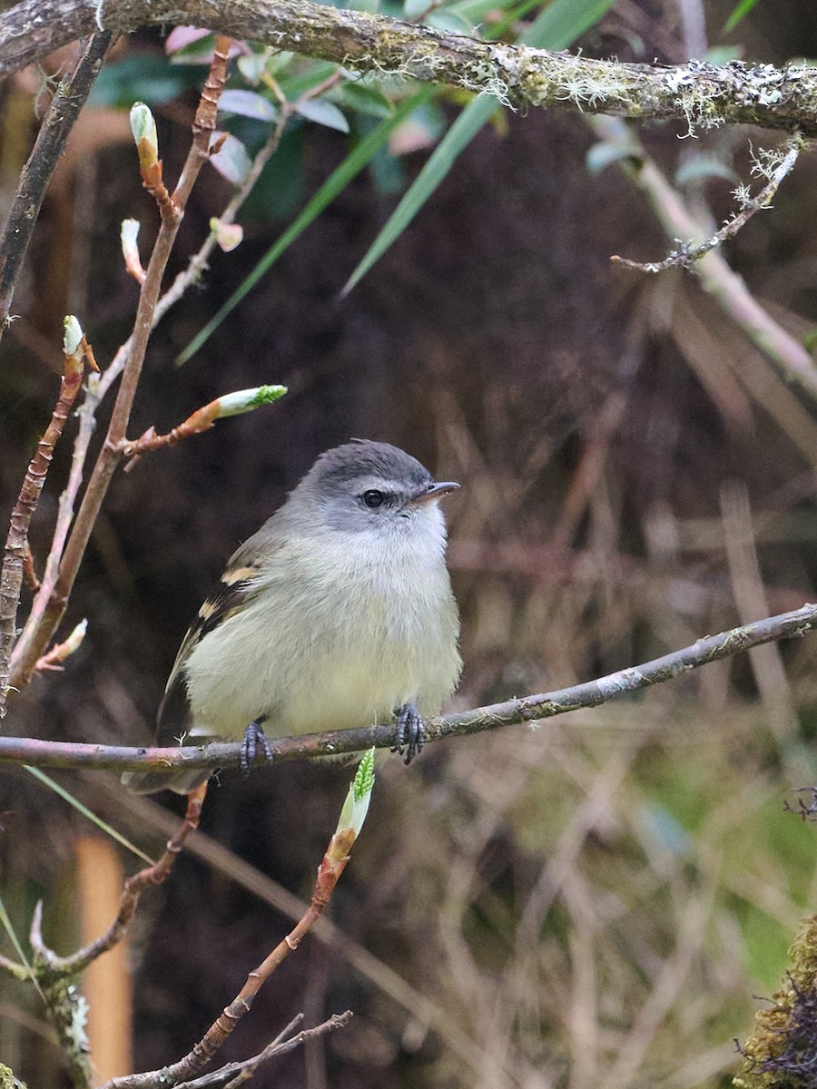 Mosquerito Culirrufo - ML647647713