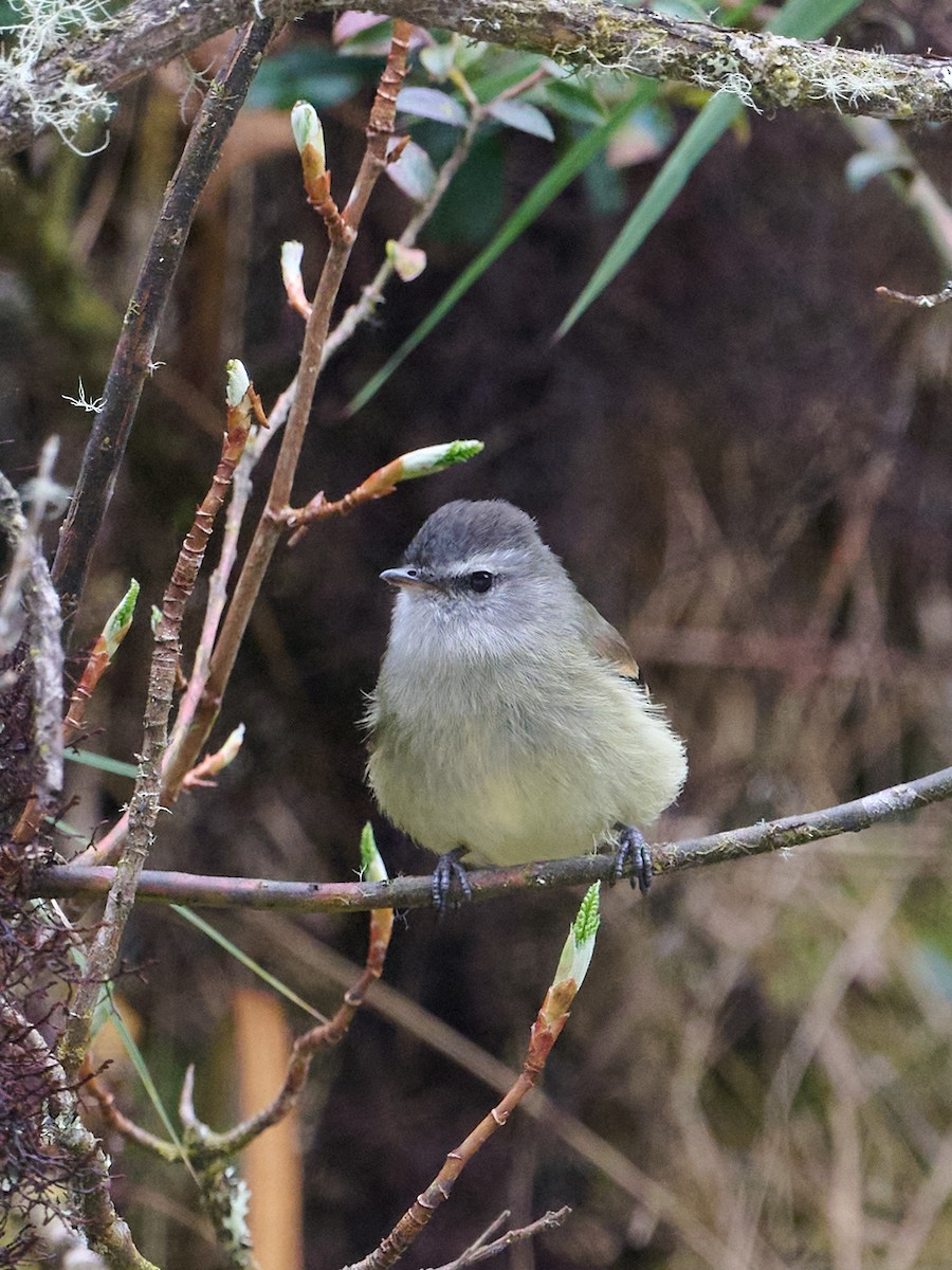 Mosquerito Culirrufo - ML647647714