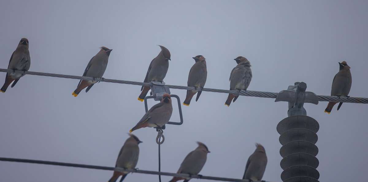 Ampelis Europeo - ML647647716