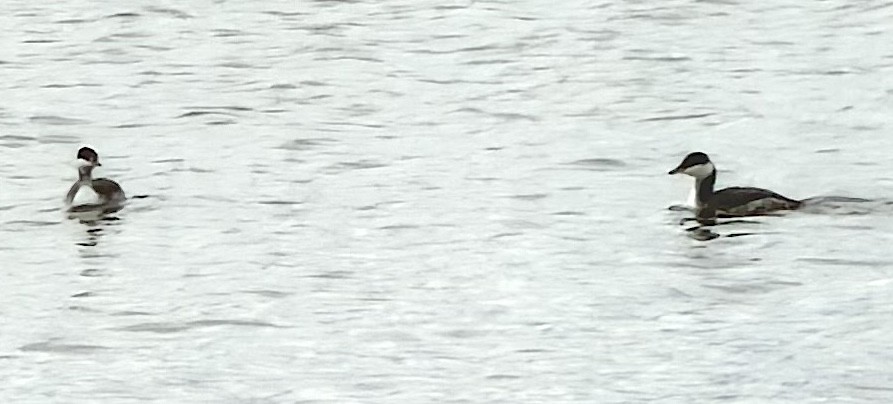 Zampullín Cuellirrojo - ML647647718