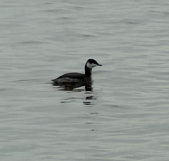 Zampullín Cuellirrojo - ML647647719