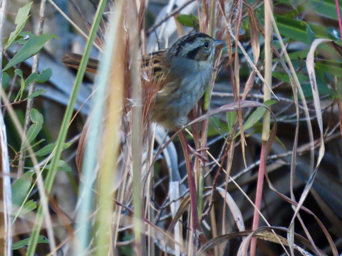 Chingolo Pantanero - ML647647720