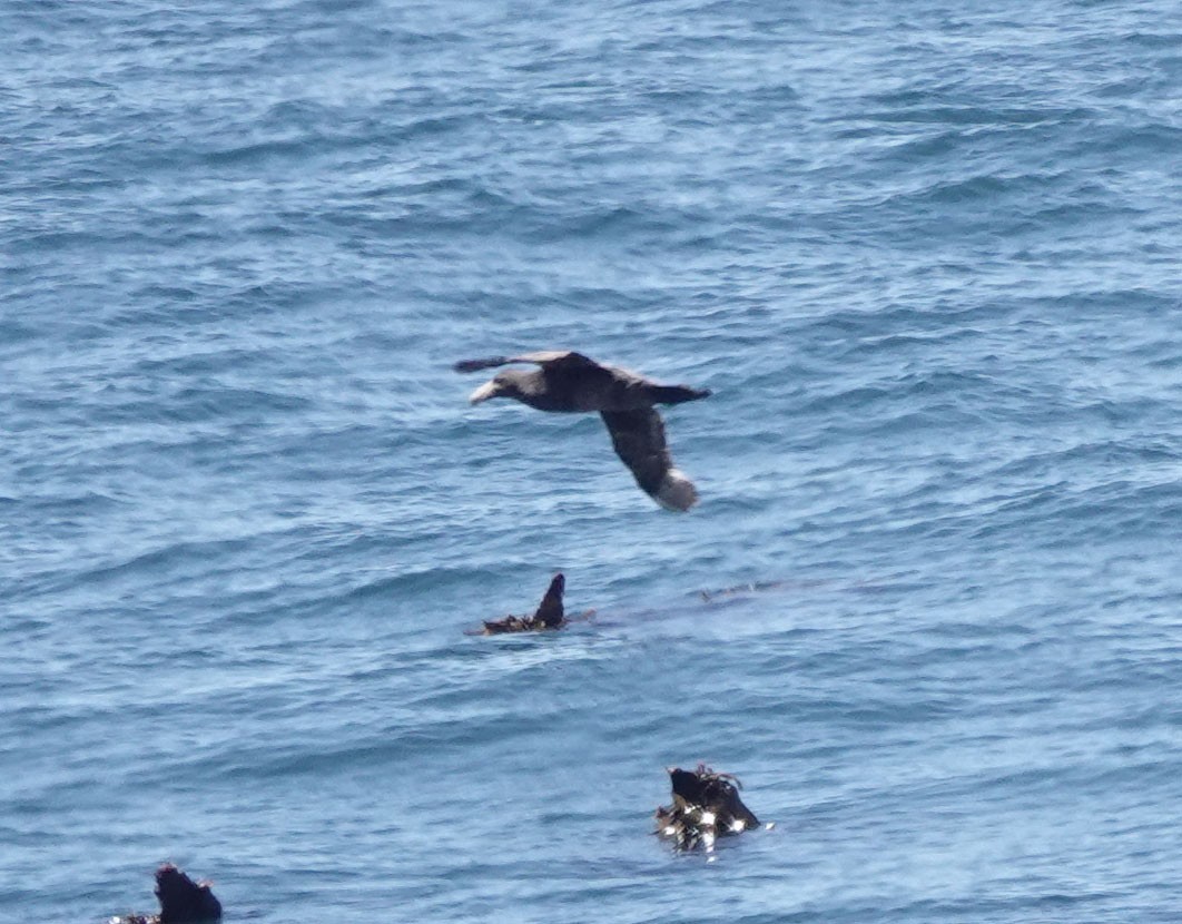 Abanto Marino Antártico - ML647647721