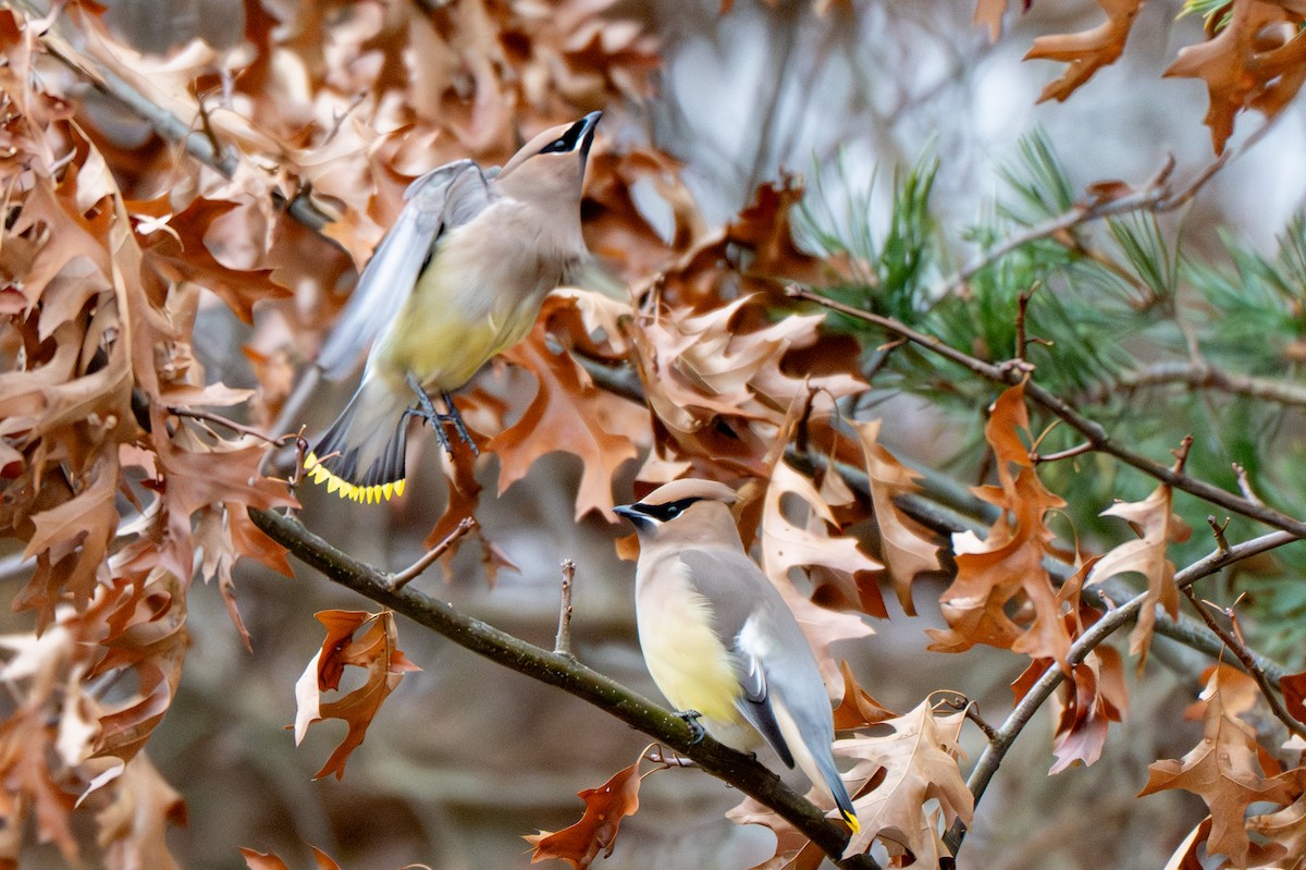 Ampelis Americano - ML647647724