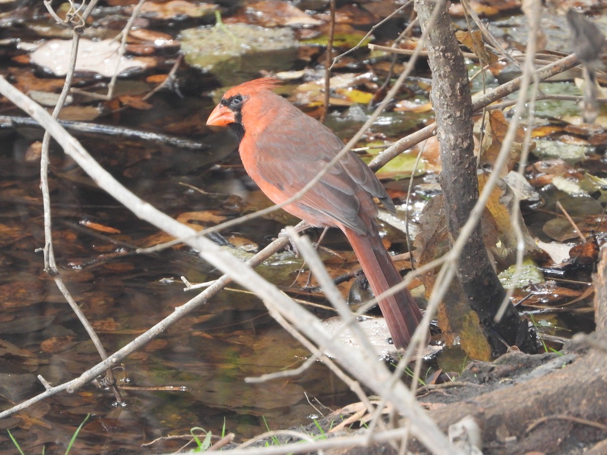 Cardenal Norteño - ML647647725