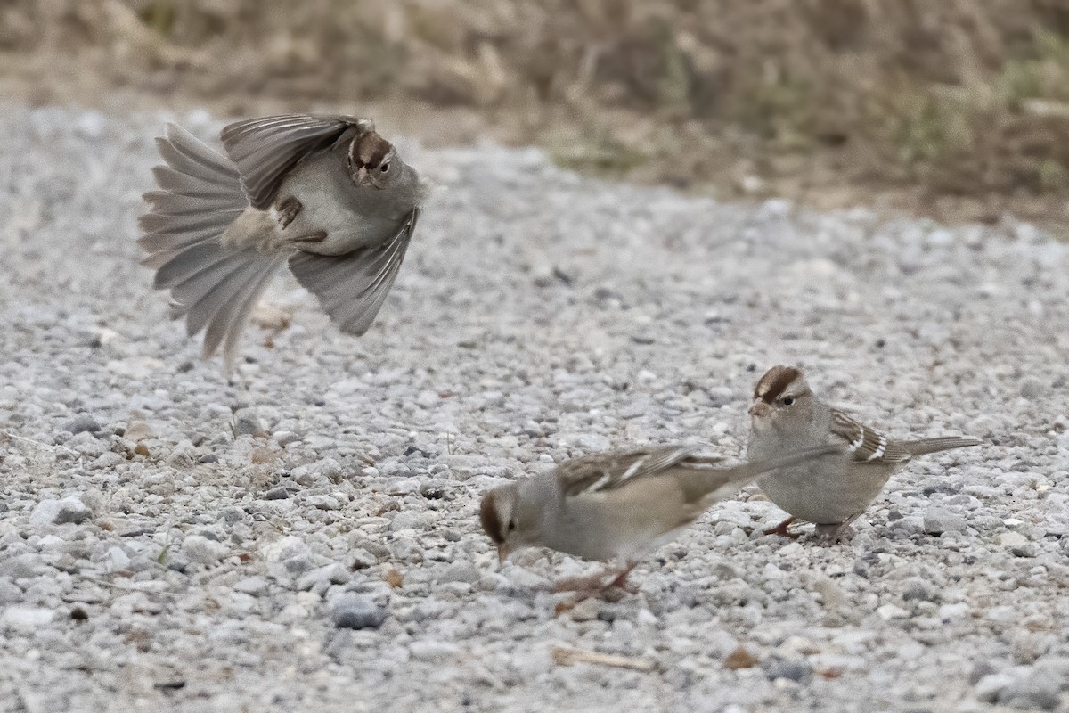 Chingolo Coroniblanco - ML647647726