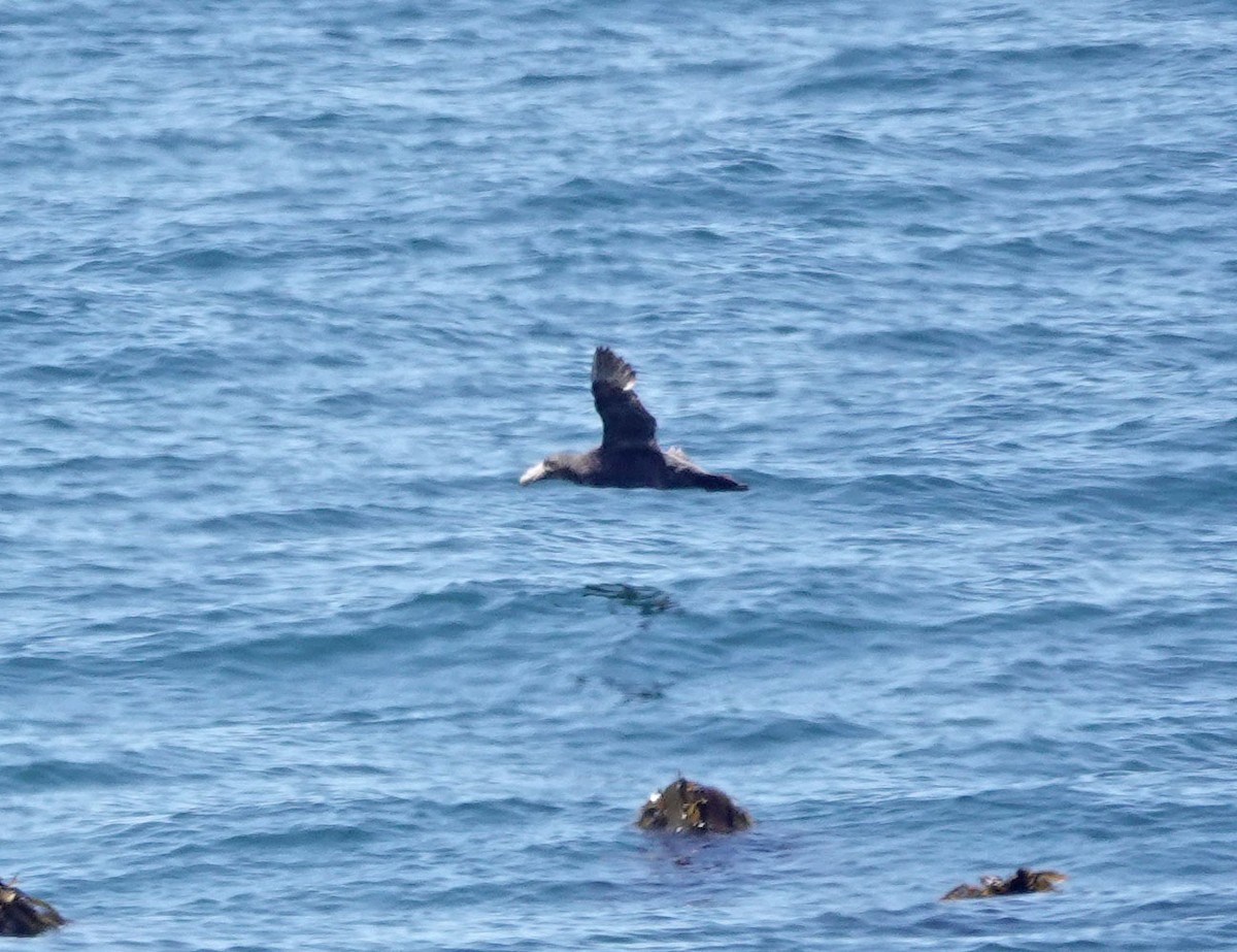 Abanto Marino Antártico - ML647647730