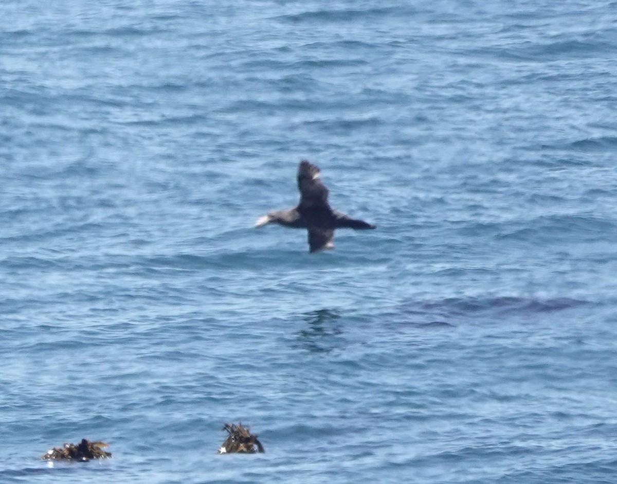 Abanto Marino Antártico - ML647647731