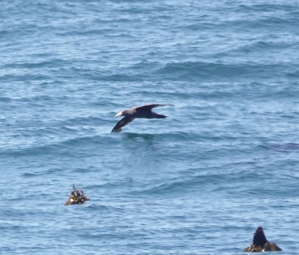 Abanto Marino Antártico - ML647647732