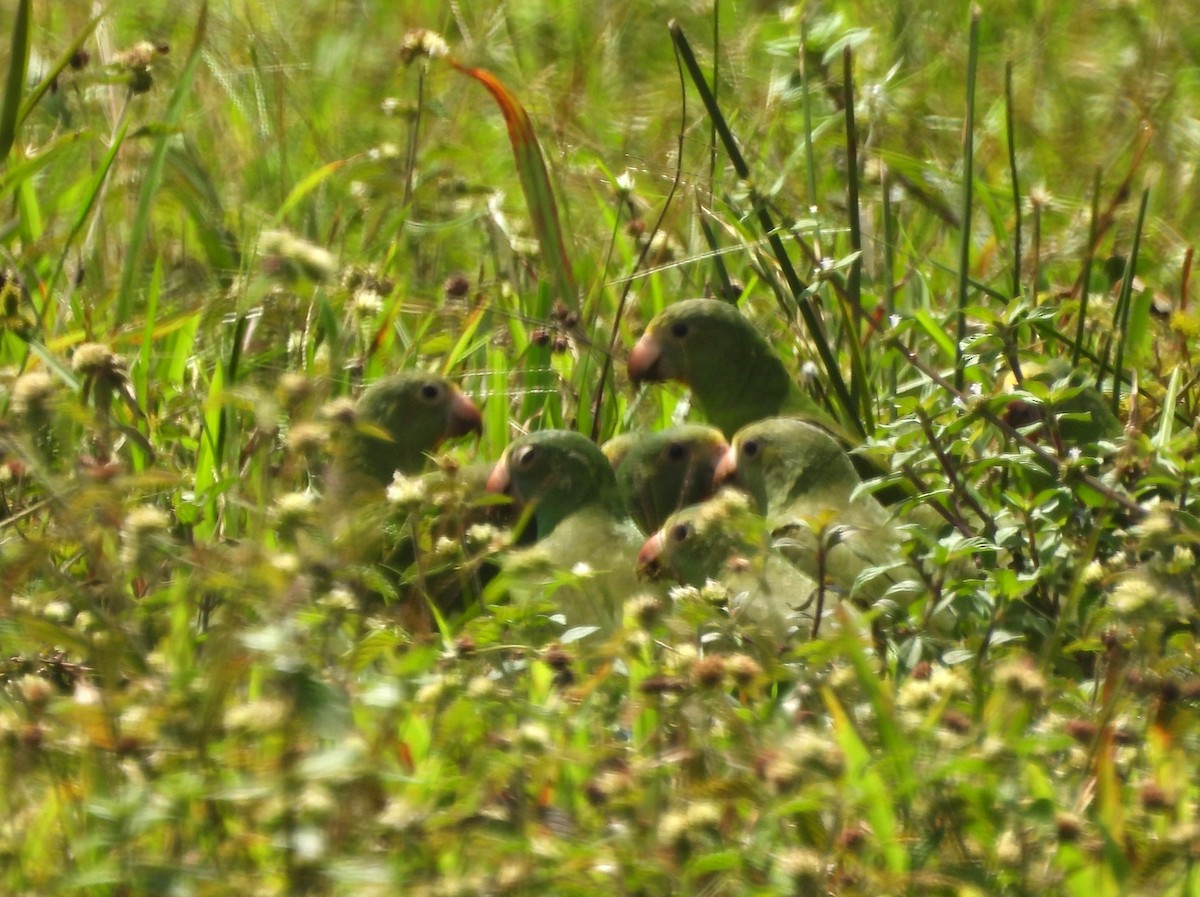 Catita Aliazul - ML647647734