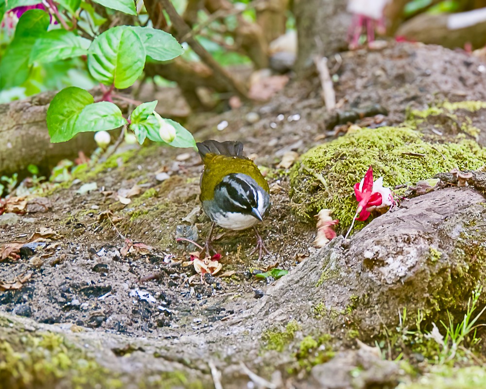 Cerquero Picofino - ML647647738