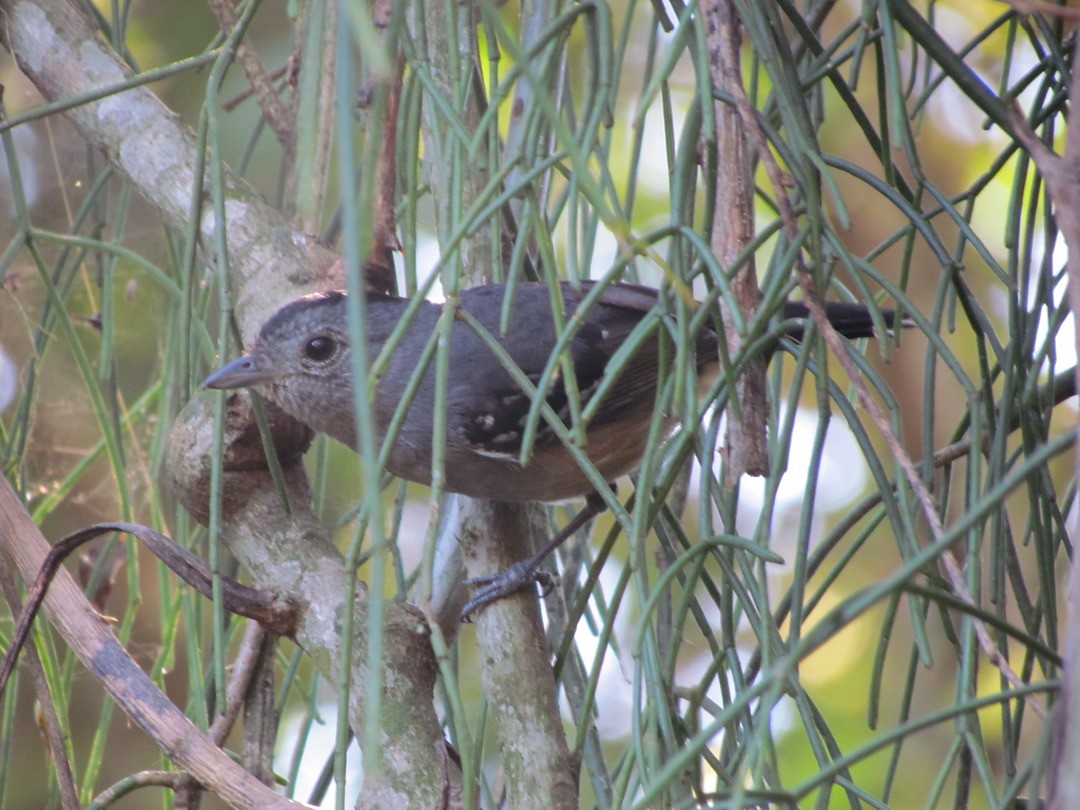 Variable Antshrike - ML647647739