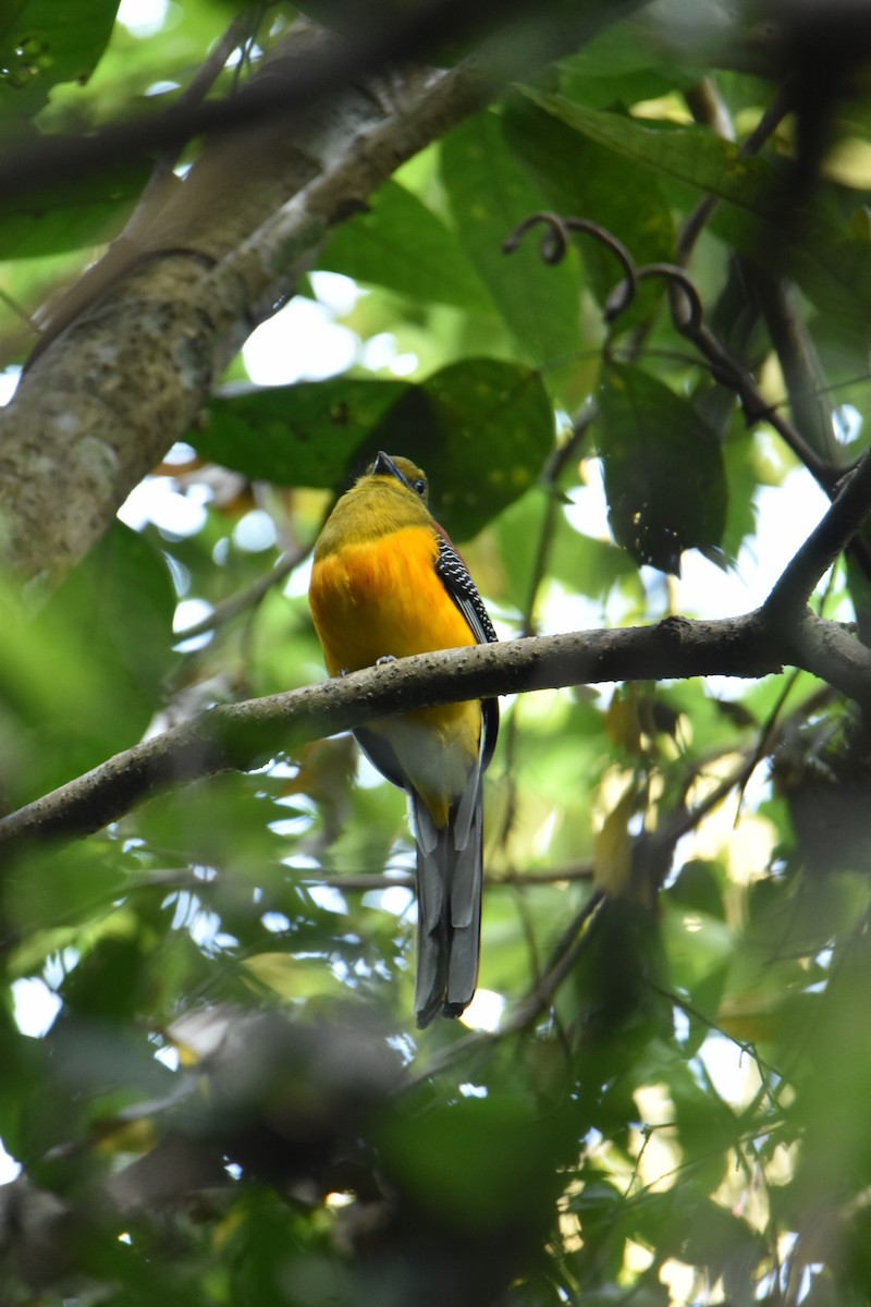 olivenhodetrogon - ML647647771