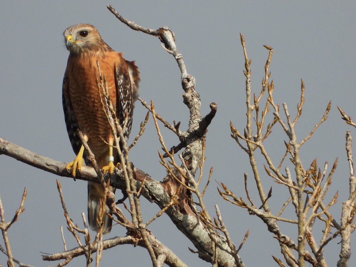 rødvingevåk - ML647647782