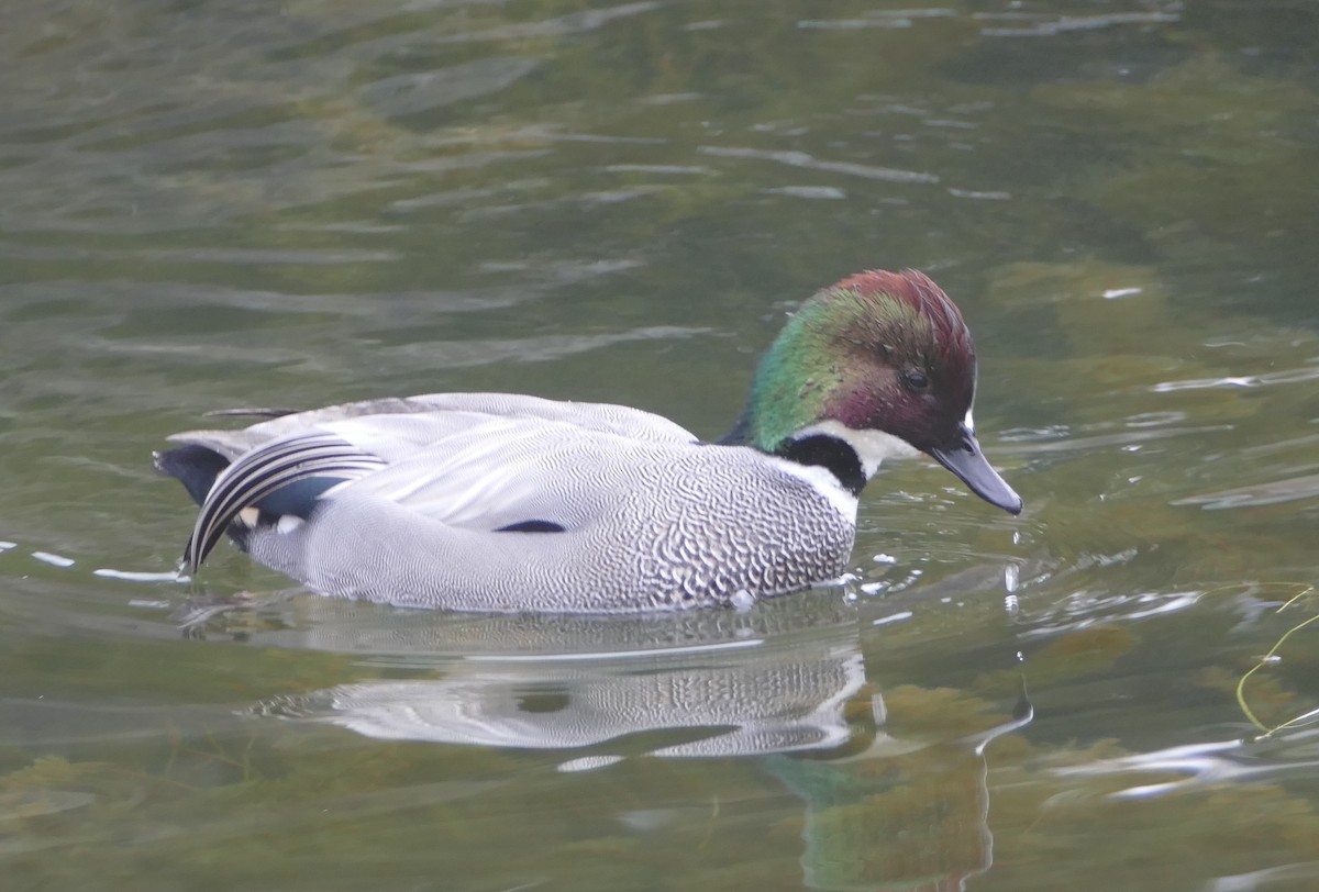 sibirand - ML647647783