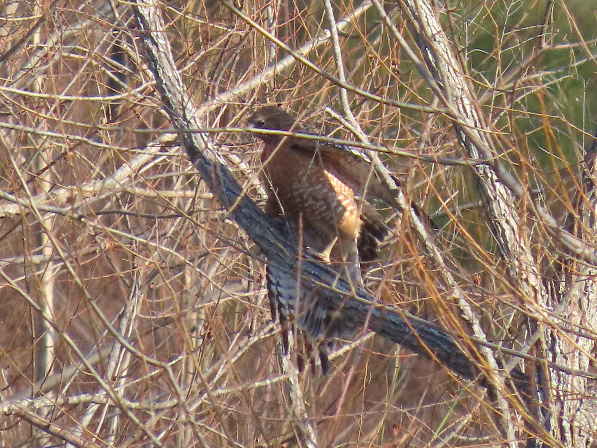 rødvingevåk - ML647647784