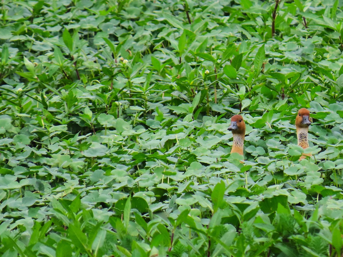 brunplystreand - ML647647785