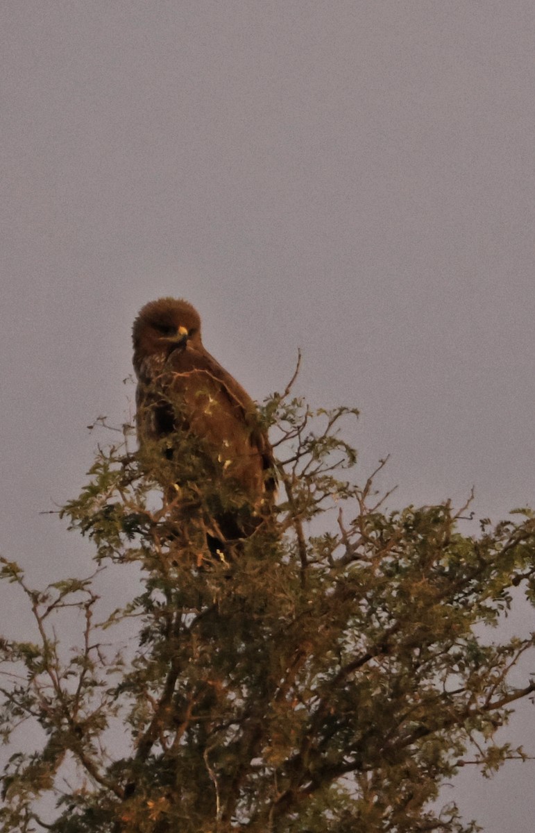 indiaskrikørn - ML647647787