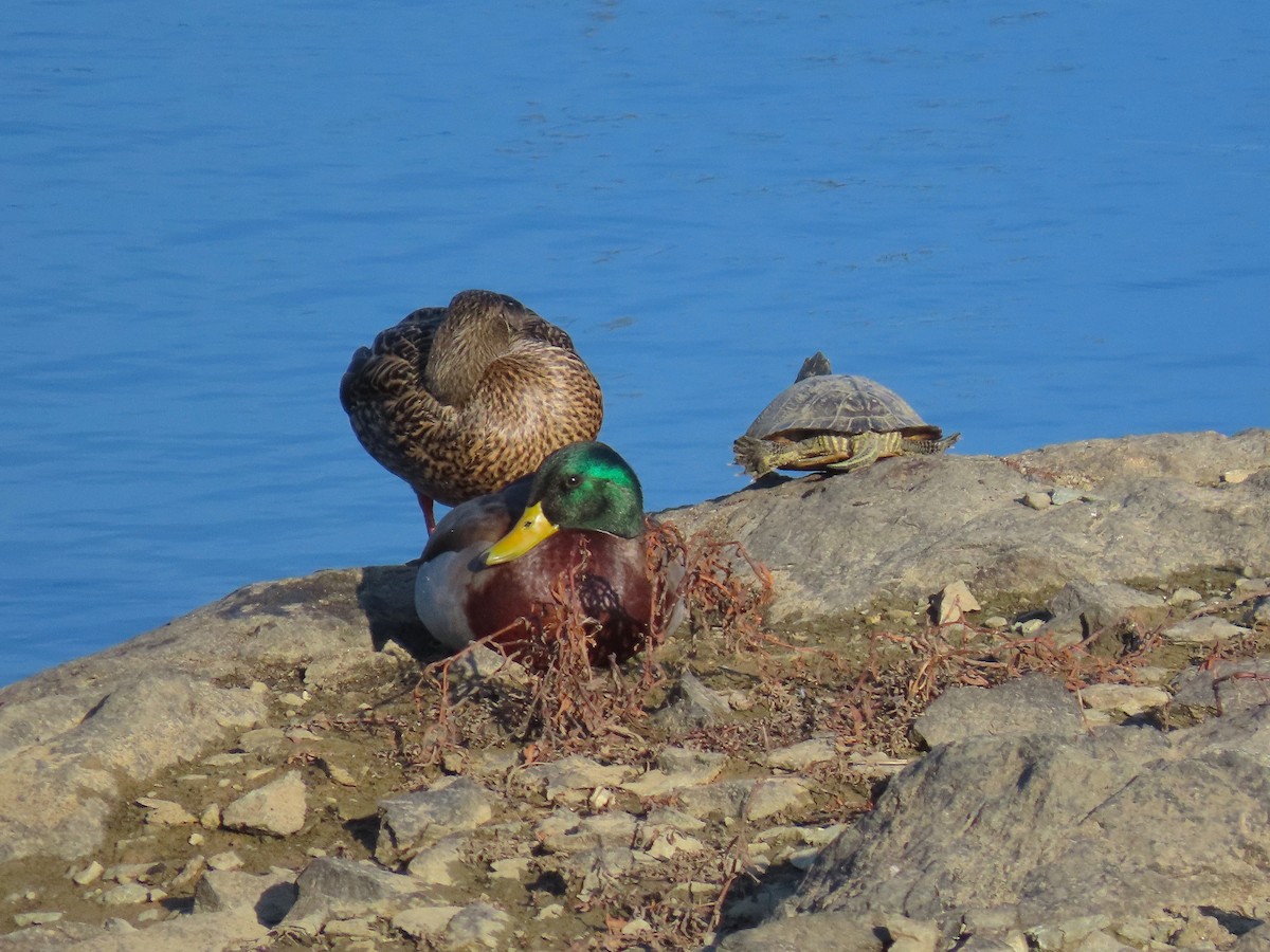 stokkand - ML647647789