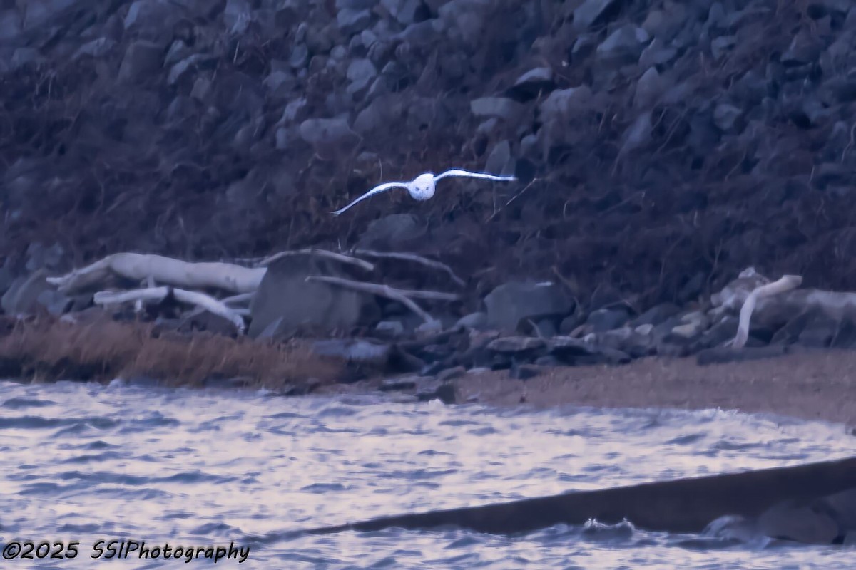 Snowy Owl - ML647647791