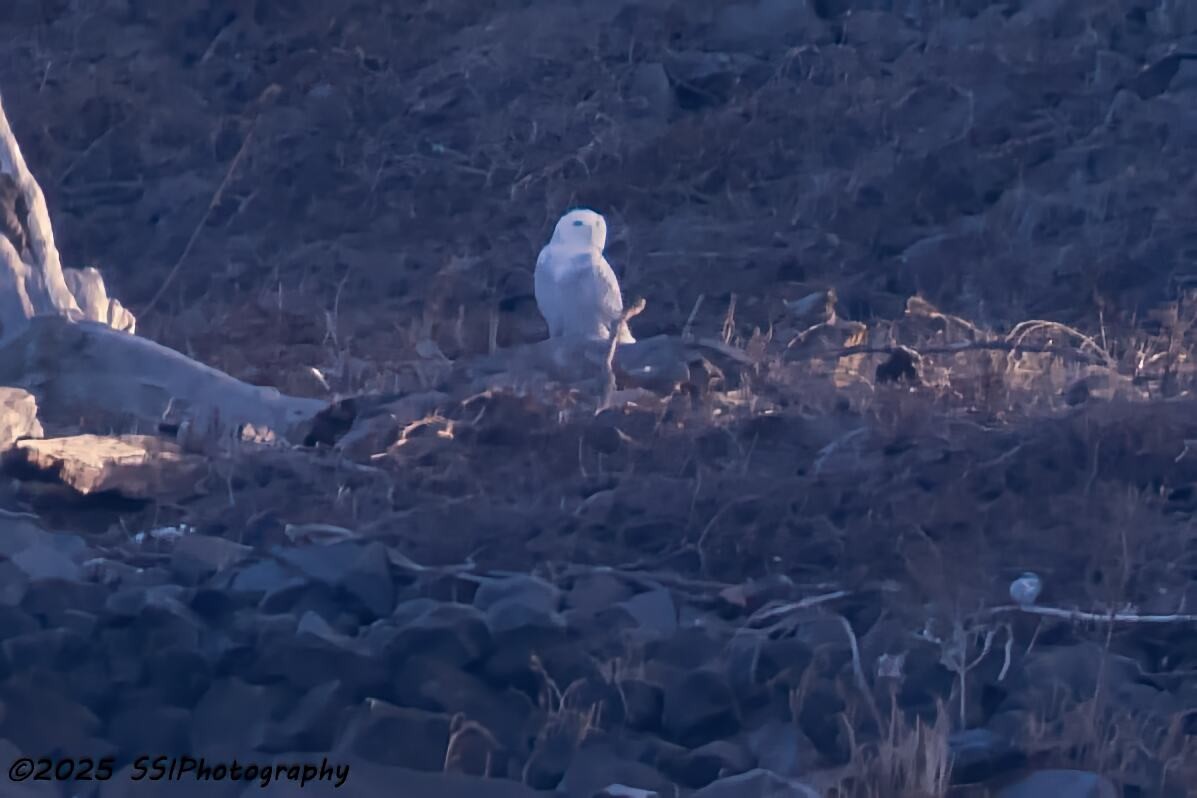 Snowy Owl - ML647647792