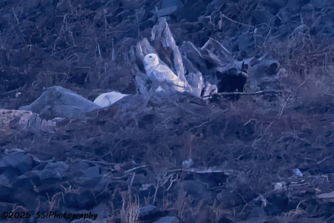 Snowy Owl - ML647647793