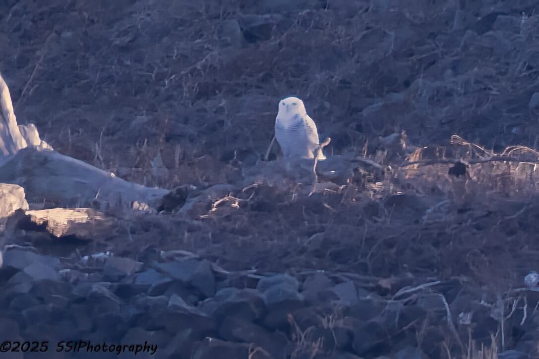 Snowy Owl - ML647647794