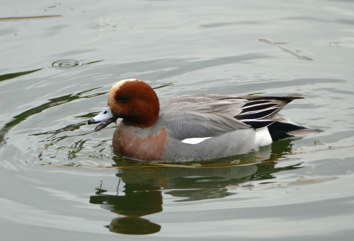 brunnakke - ML647647795