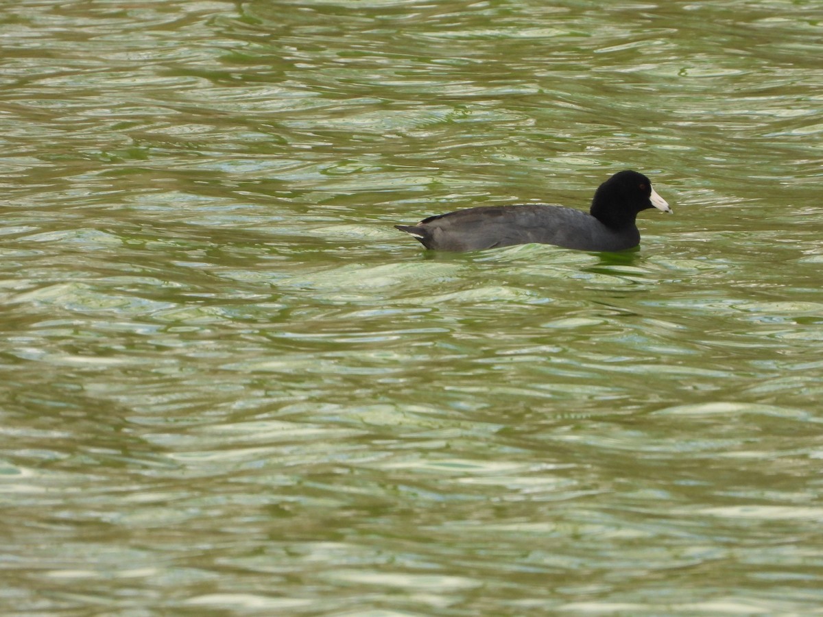 amerikasothøne - ML647647798