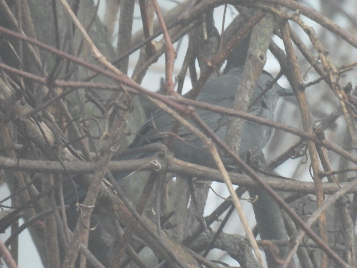 kattespottefugl - ML647647799