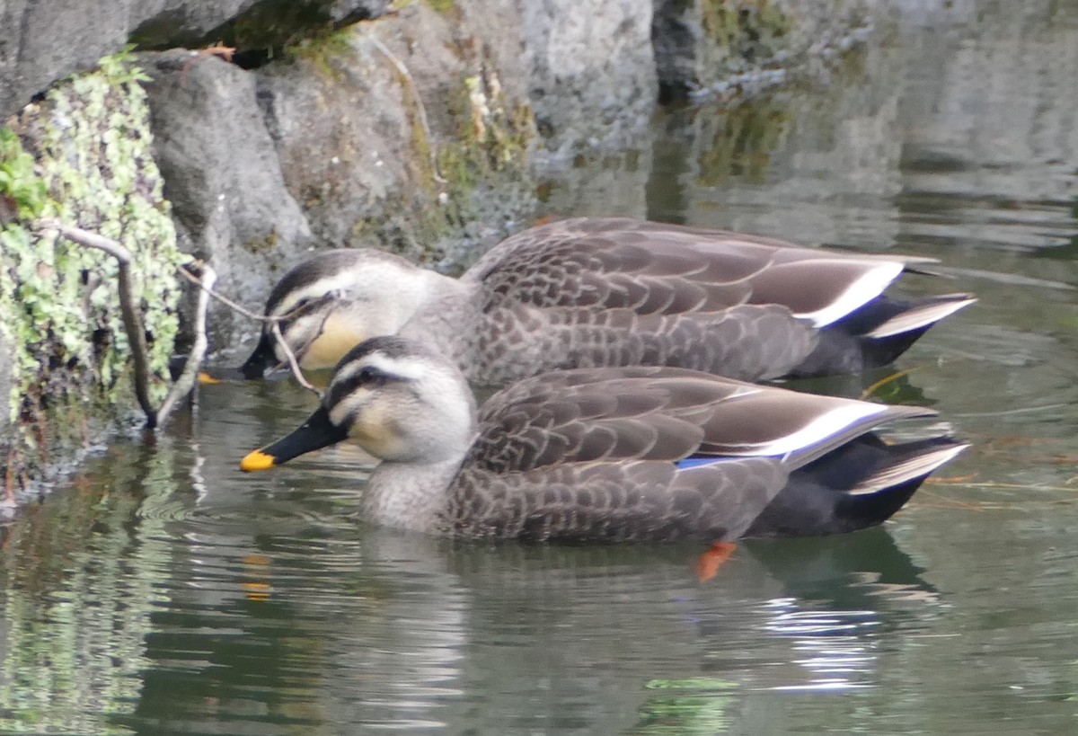 kinaand - ML647647802