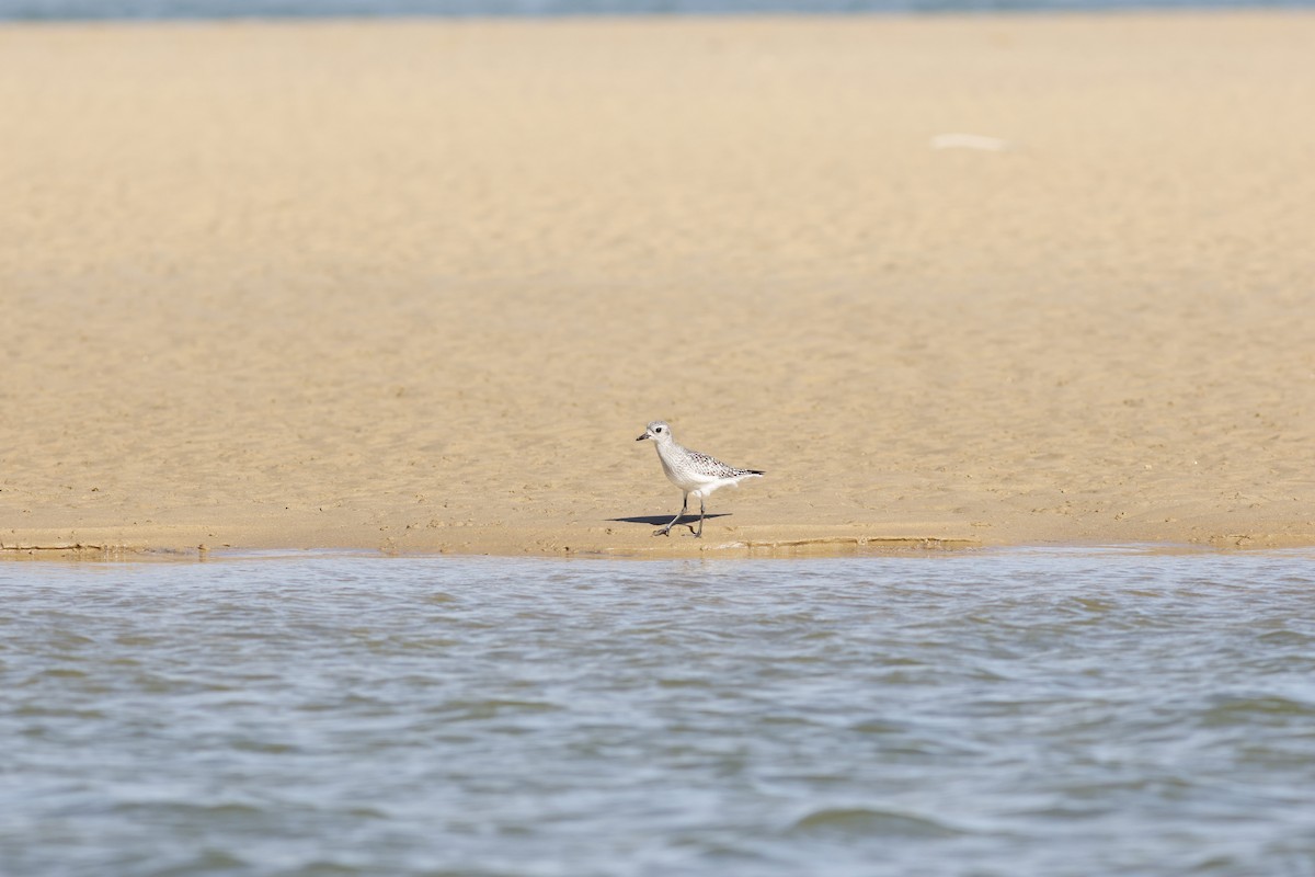 tundralo - ML647647806