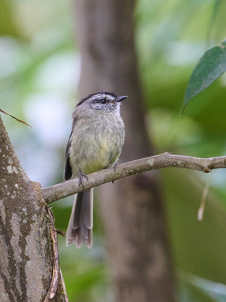 inkameisetyrann - ML647647807