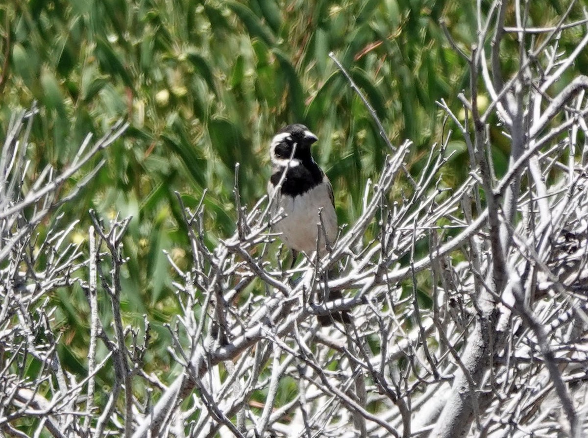 boerspurv - ML647647808