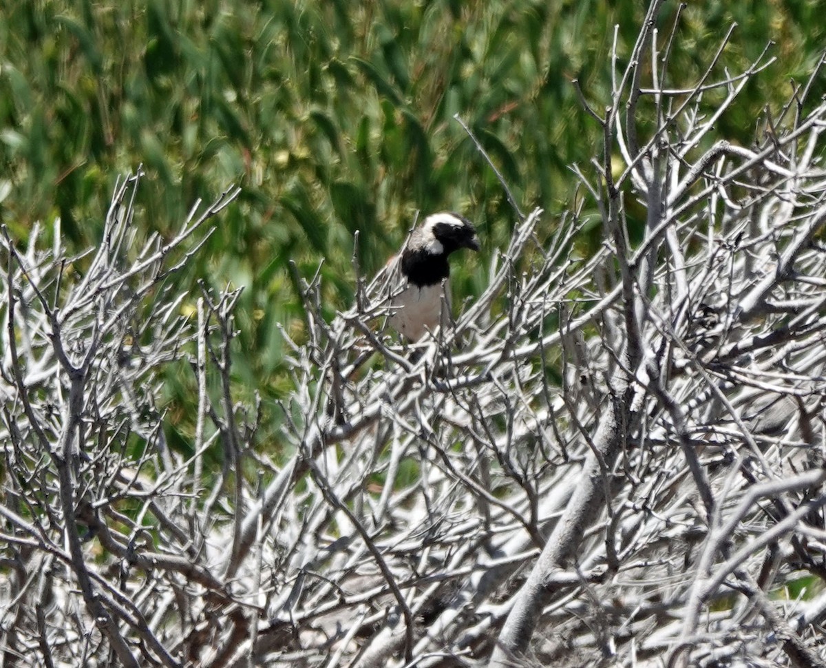 boerspurv - ML647647809