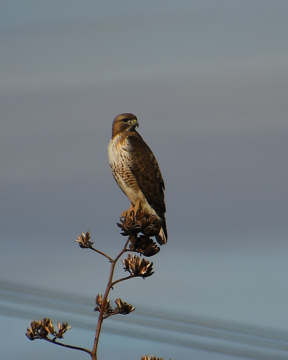 rødstjertvåk - ML647647810