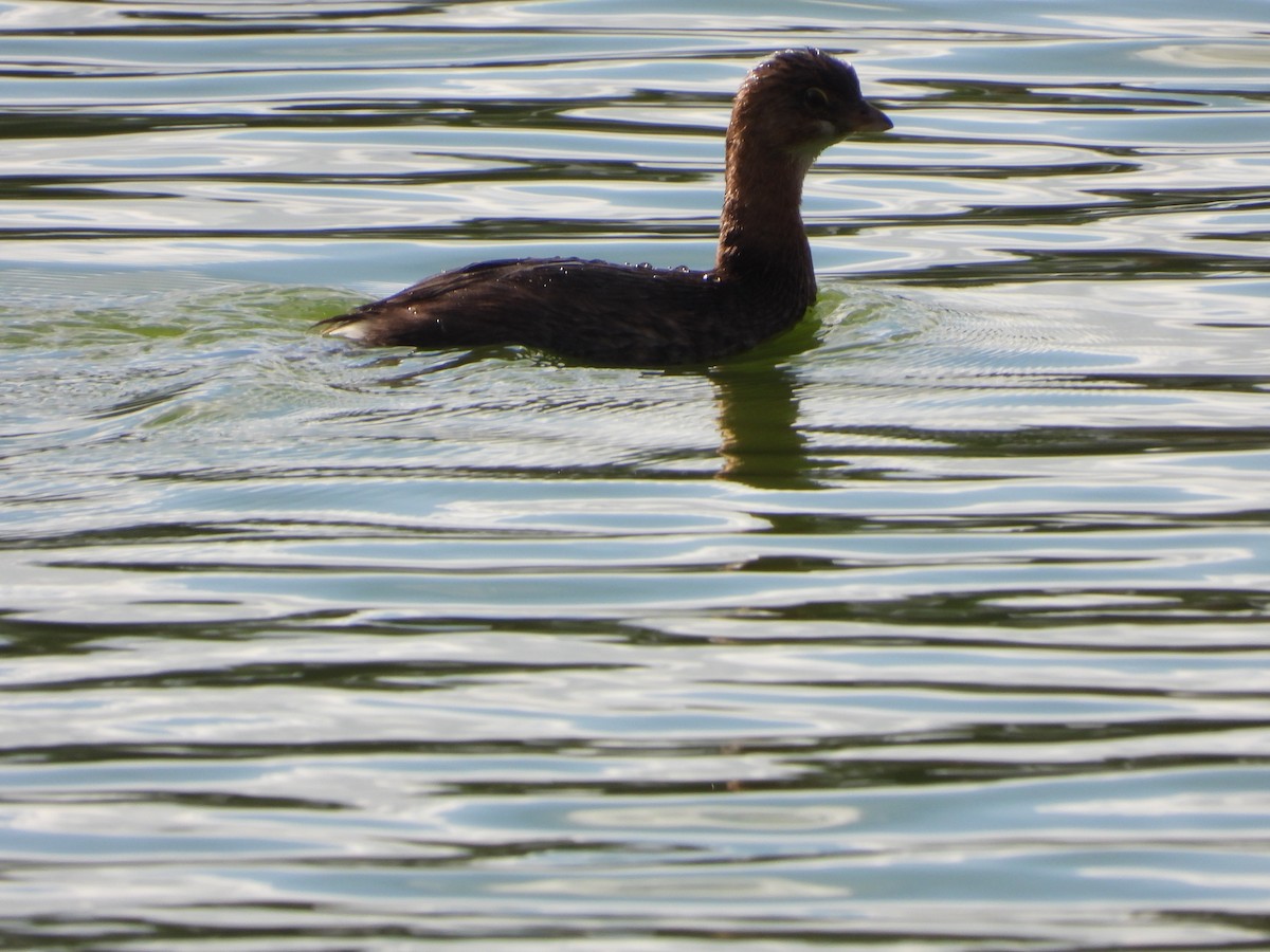 ringnebbdykker - ML647647811