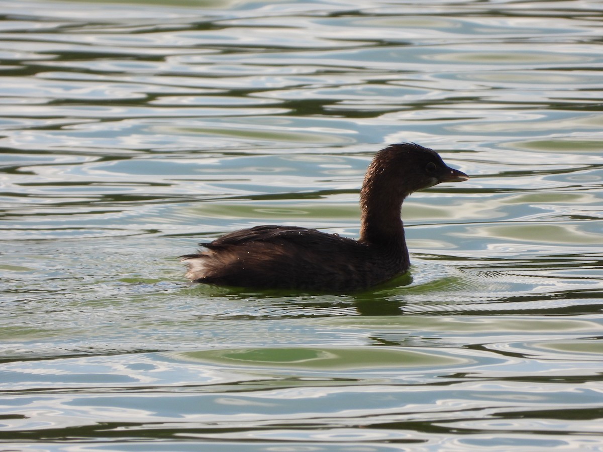 ringnebbdykker - ML647647812