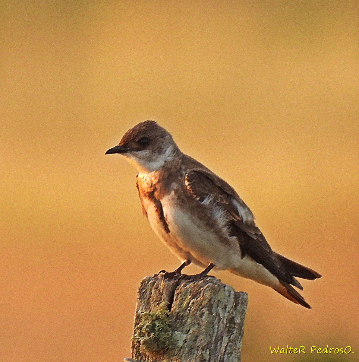 taperasvale - ML647647813