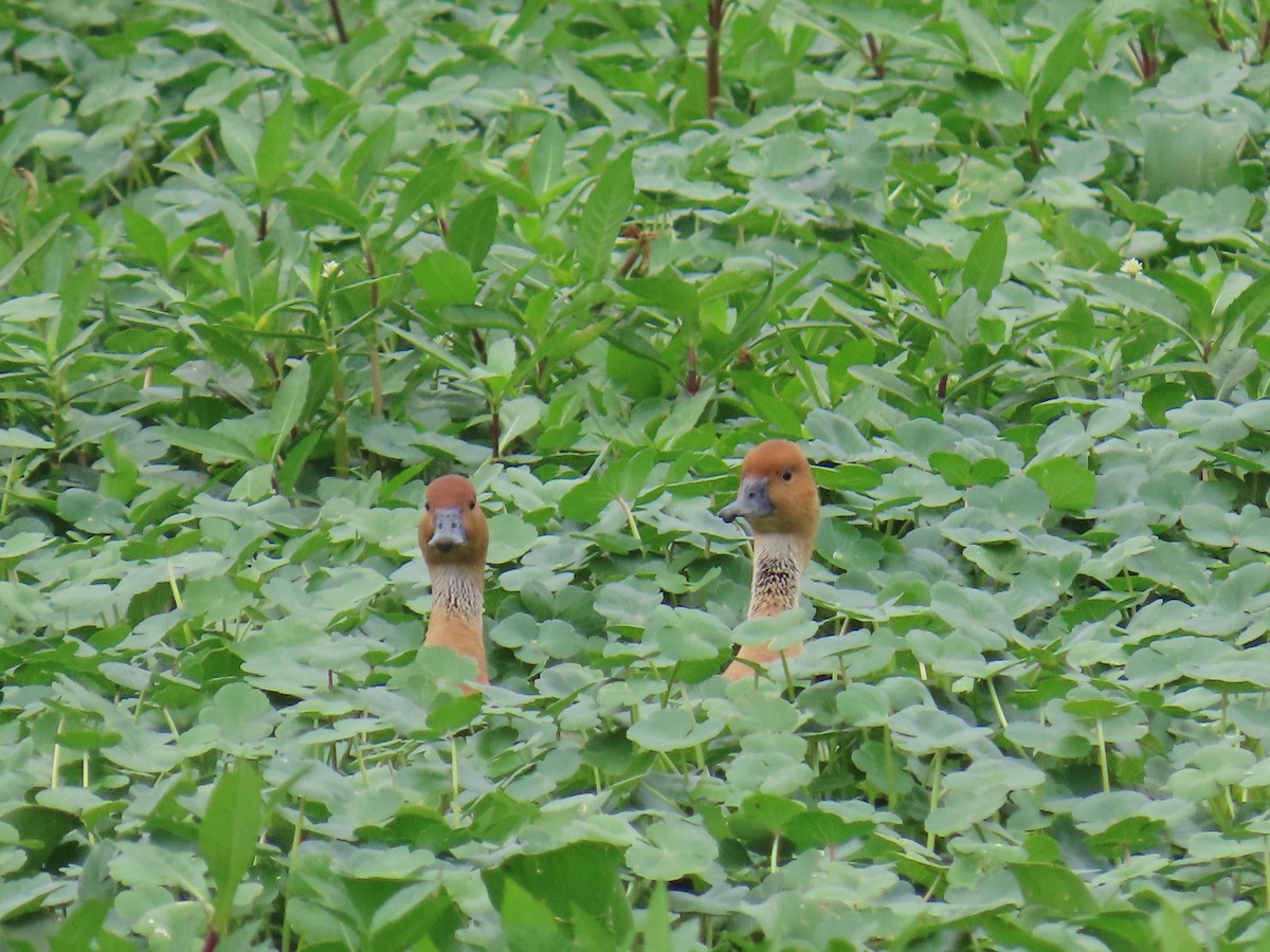 brunplystreand - ML647647814